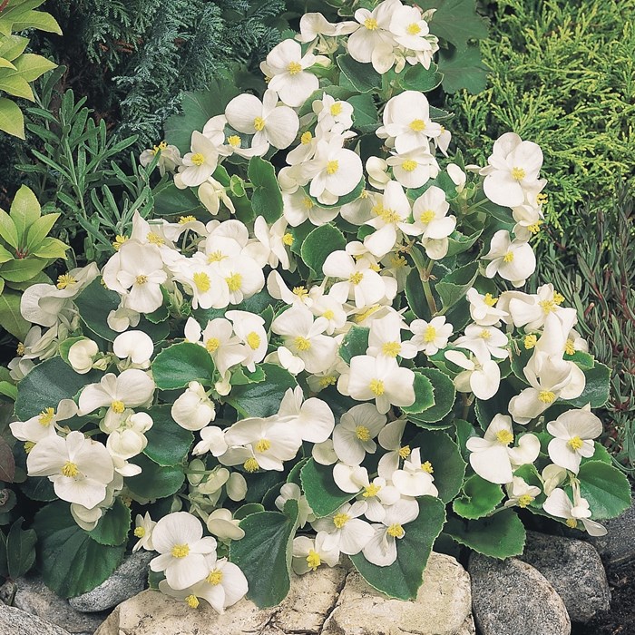 Begonia 'Super Olympia White'_LOW.jpg