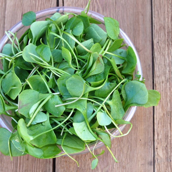 Watercress In Bowl On Wooden