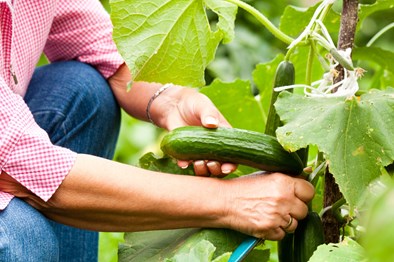 Higher yield. Grafted Cucumber