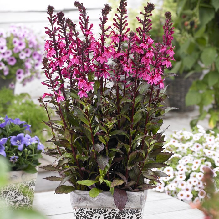 Lobelia Rose Princes_LOW.jpg
