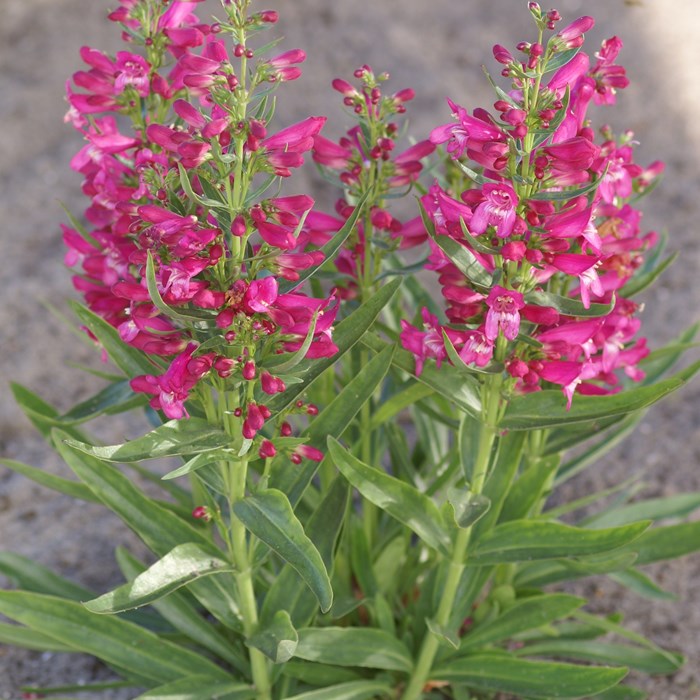 Penstemon Hot Pink Riding Hood_LOW.jpg
