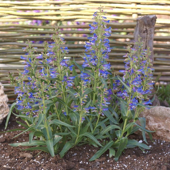 Penstemon Blue Riding Hood_LOW.jpg