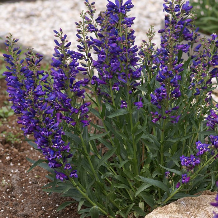 Penstemon Delfts Blue Riding Hood_LOW.jpg