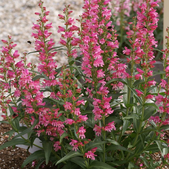 Penstemon Marble Riding Hood_LOW.jpg
