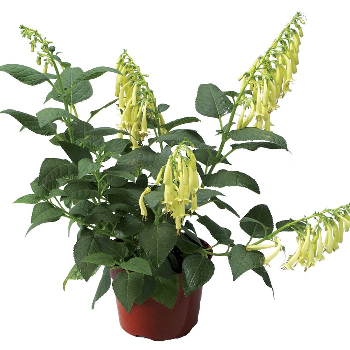 Phygelius rectus Yellow Trumpet_LOW.jpg