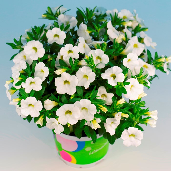 Celebration White Pot_LOW.jpg