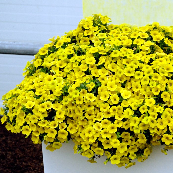Calibrachoa Celebration Banana_LOW.jpg