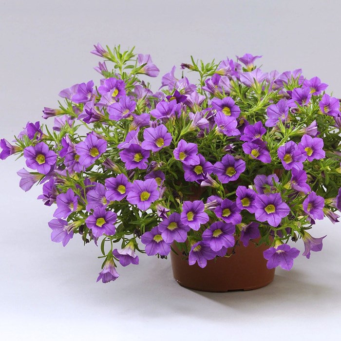 Calibrachoa celeb. blue, Wesviolet_LOW.jpg