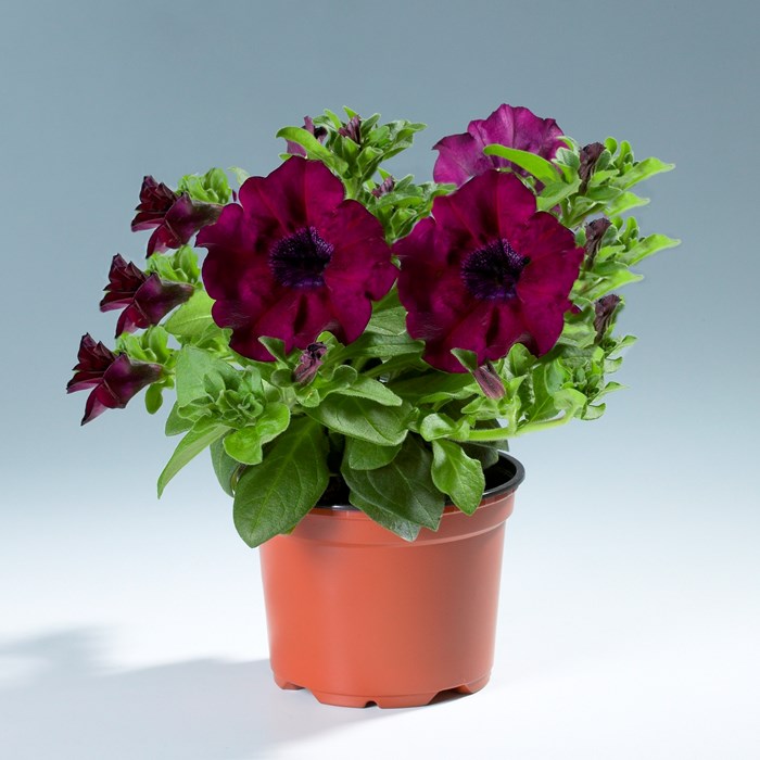Petunia Surfinia 'Burgundi'- keiburtel_LOW.jpg
