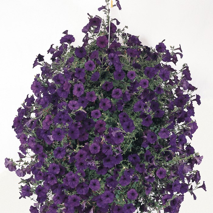 Dark Violet_LOW.jpg