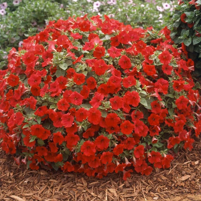 Petunia Surfinia 'Deep Red'- keirekul_LOW.jpg