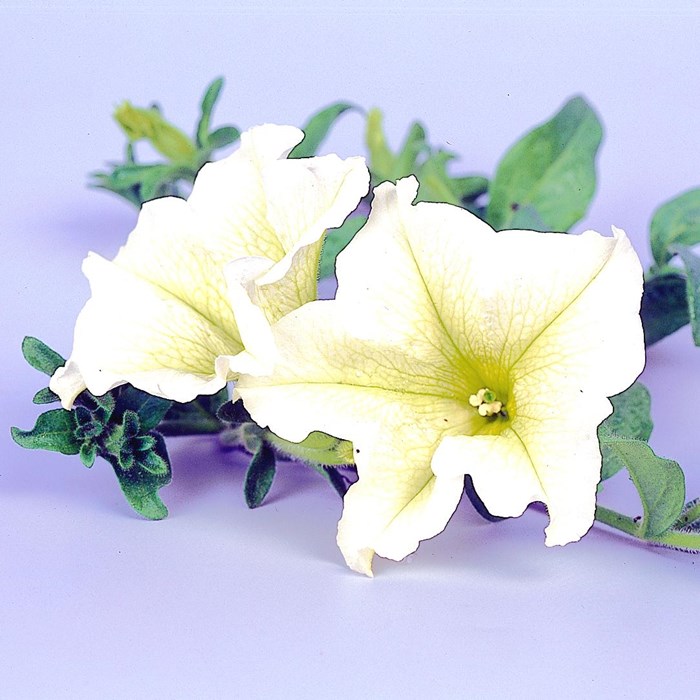Petunia Surfinia 'Lime'_LOW.jpg