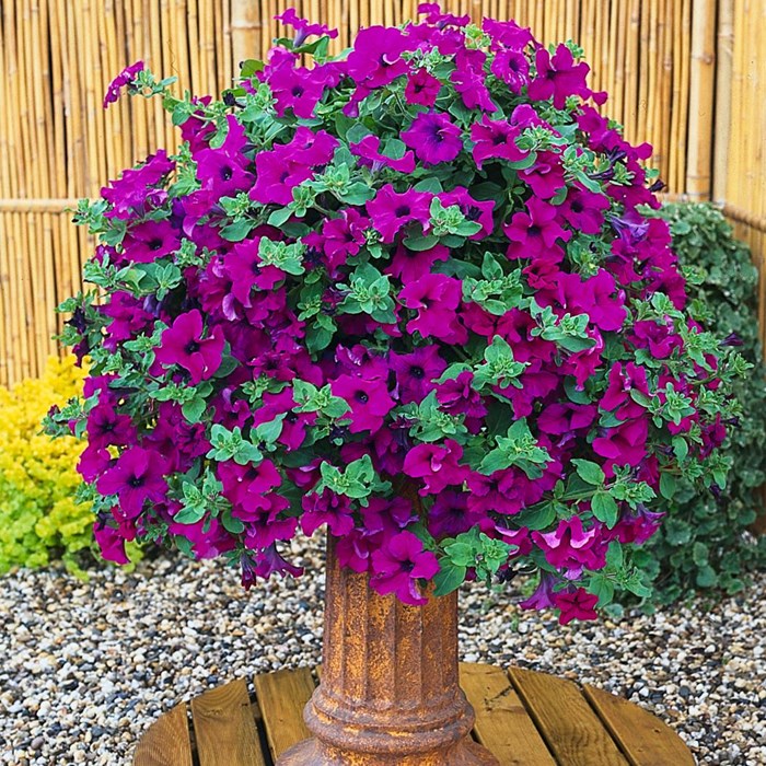 Petunia Surfinia 'Giant Purple'- sunlapur_LOW.jpg