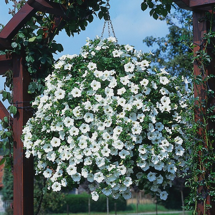 Petunia Surfinia 'White'- kesupite_LOW.jpg