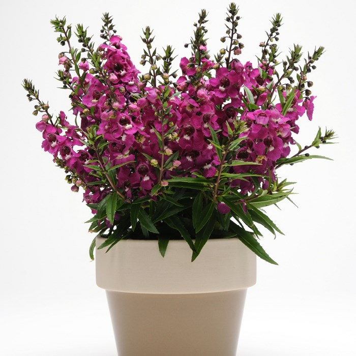 Serenita Raspberry Angelonia_LOW.jpg