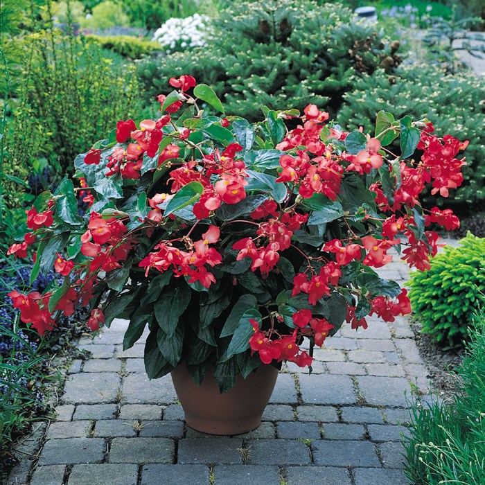 Begonia 'Dragon Wings' Red_LOW.jpg