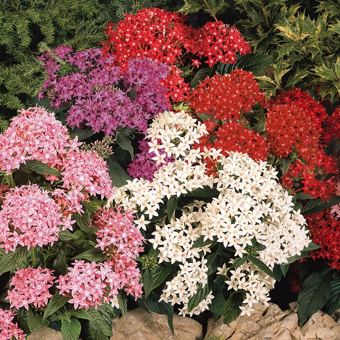 Pentas 'Graffiti' Mix_LOW.jpg