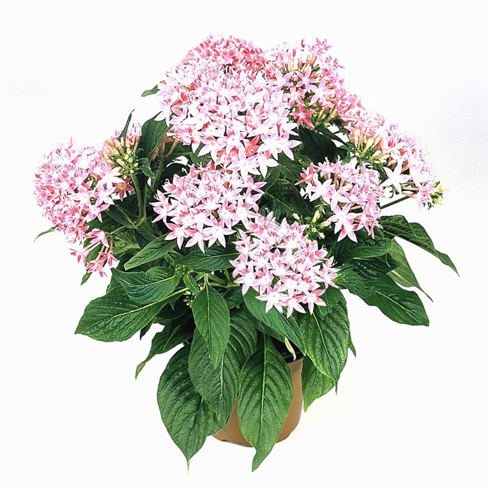 Pentas 'Graffiti Pink'2.jpg