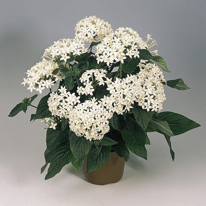 Pentas 'Graffiti White' 2_LOW.jpg
