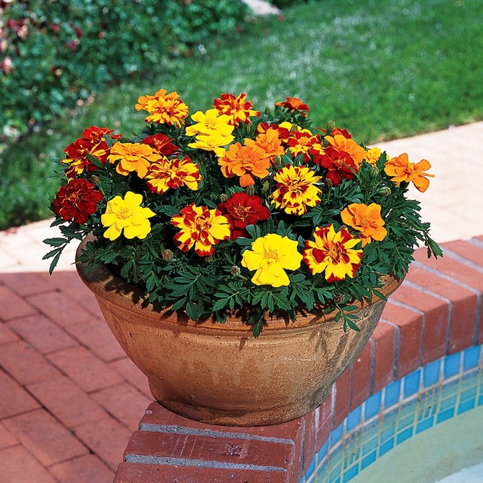Tagetes patula 'Durango' Mix.jpg