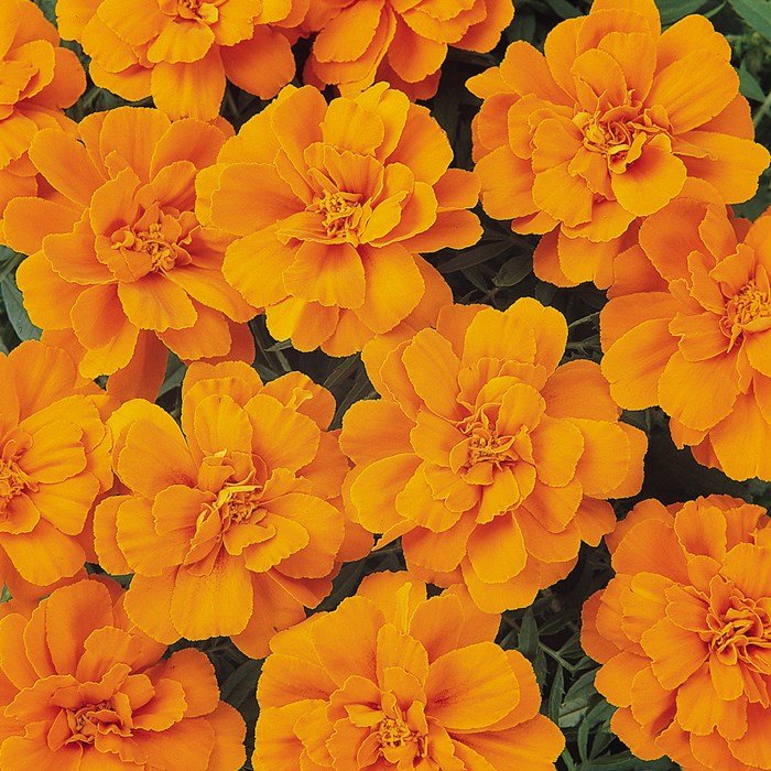 DurangoTangerine_ORANGE.JPG