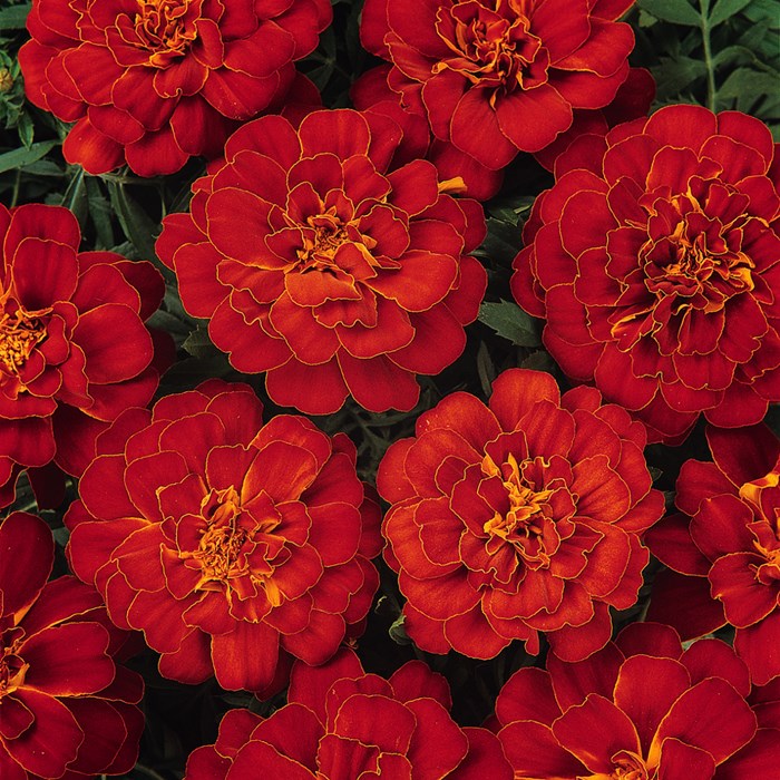 MAR10377-74903_RED.JPG