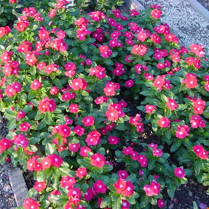 Vinca Pacifica Cherry_LOW.jpg