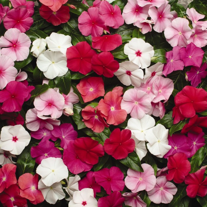 Vinca Pacifica Imp Mix.jpg