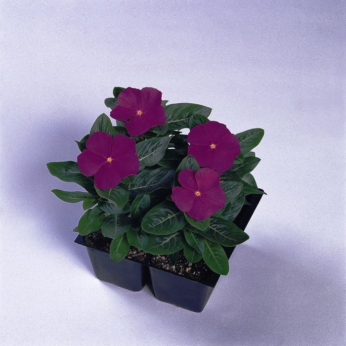 Pacifica, Deep Orchid_LOW.jpg