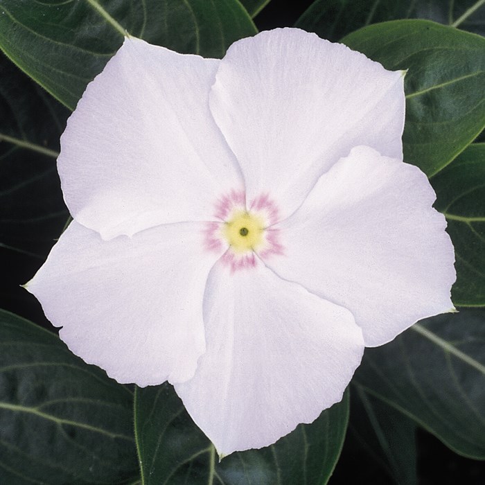 Vinca Pacifica White.jpg