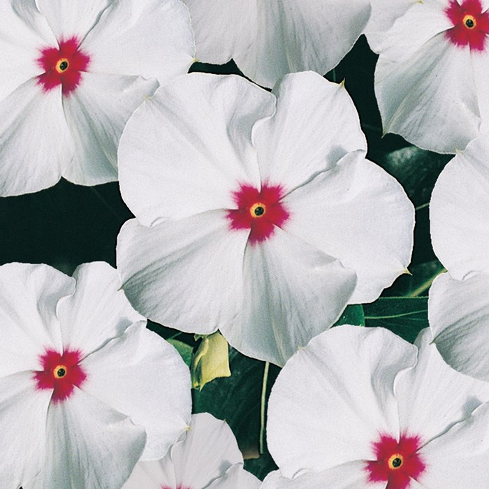 Vinca Pacifica White Eye3_LOW.jpg