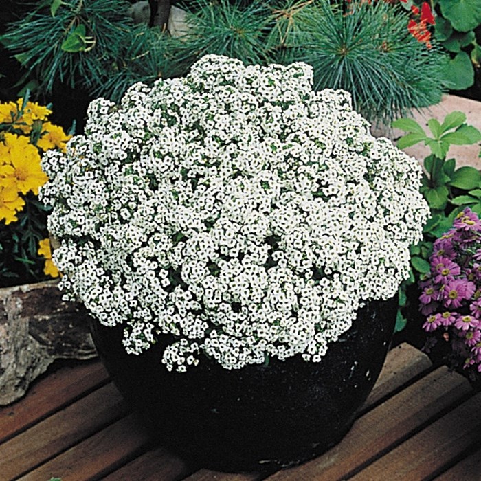 Snow Crystals_LOW.jpg