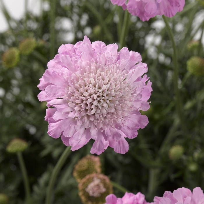 Scabiosa_Magnify_LOW.jpg