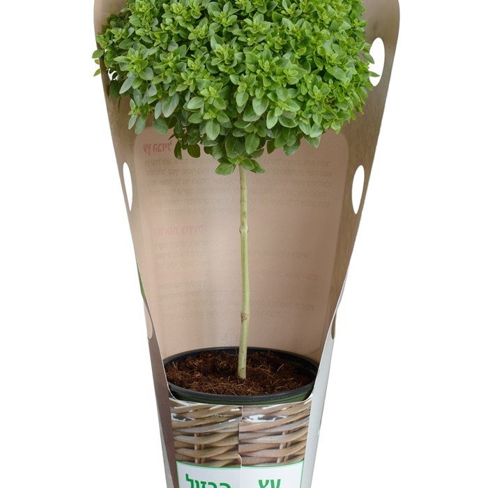 Basil Tree_LOW (2).jpg