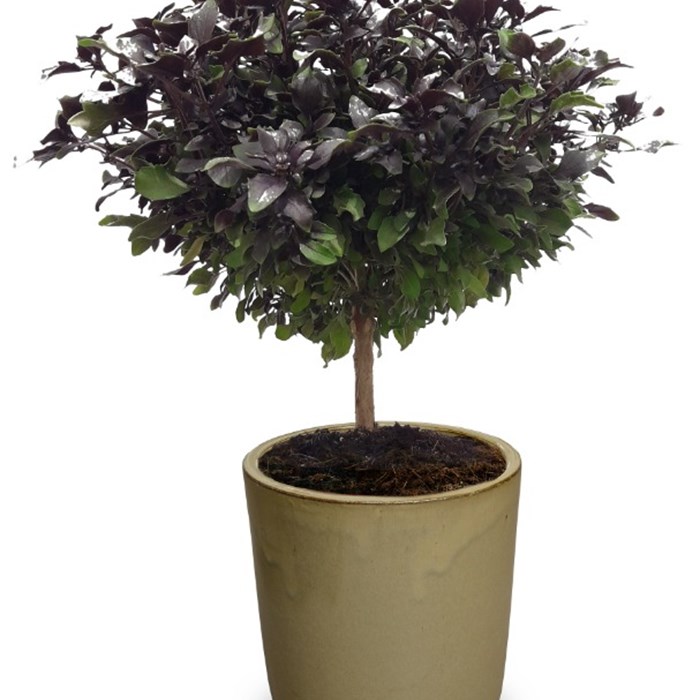 'El Greco - Bonsai Red' Grafted copy.jpg