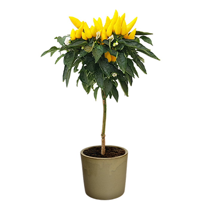 salsa-yellow.png