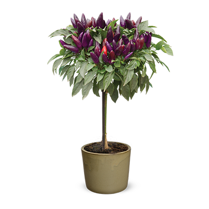 salsa_purple_red.png