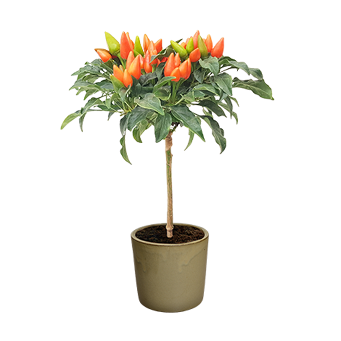 salsa-orange.png