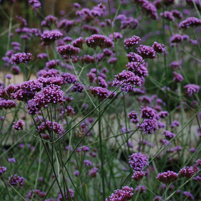 Verbena bonariensis.jpg (1)