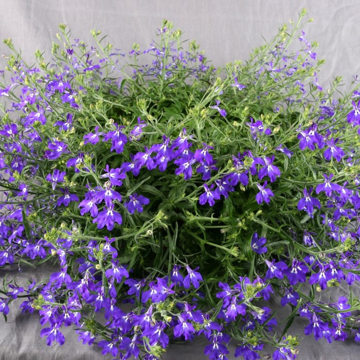 Lobelia Hot Blue.jpg