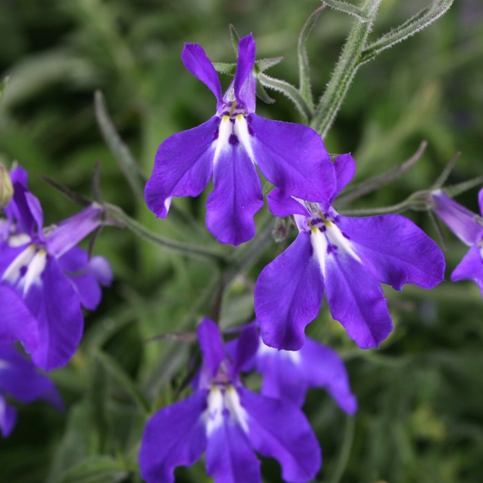 Lobelia Hot Blue2.jpg