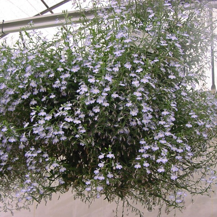 lobelia arctic hot.jpg