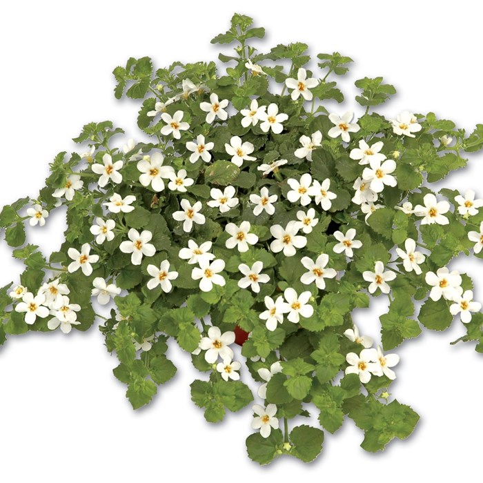 Bacopa Secrets.jpg