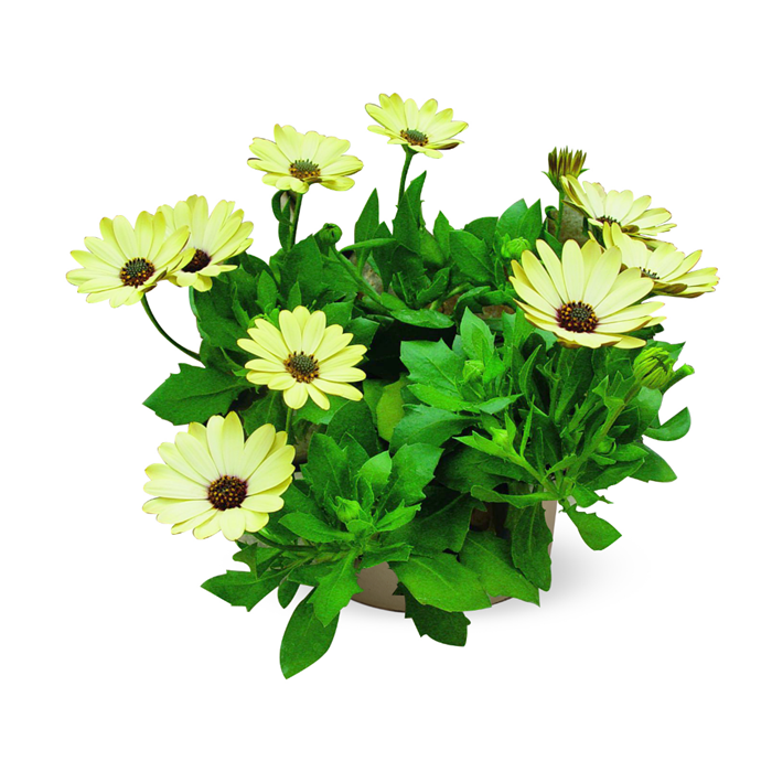 Osteospermum 'Astra'® Yellow Imp. P copy.png
