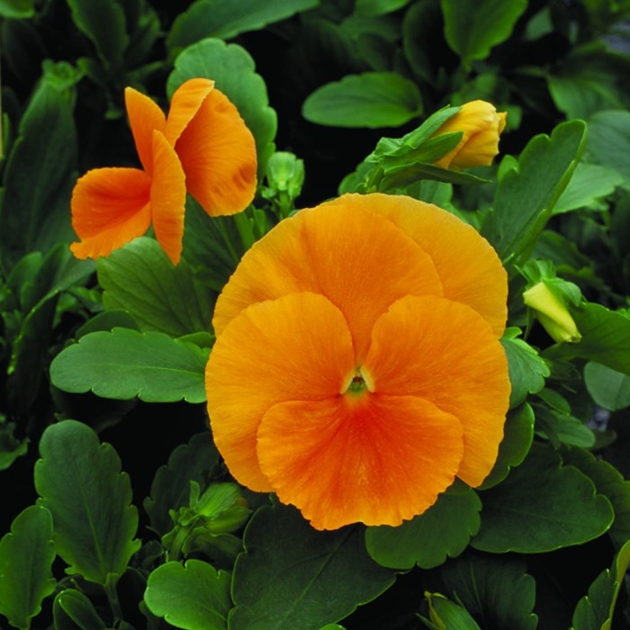 258917_A2 Dynamite Orange.jpg