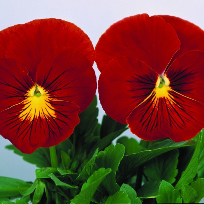 258911_A2 Dynamite Scarlet.jpg