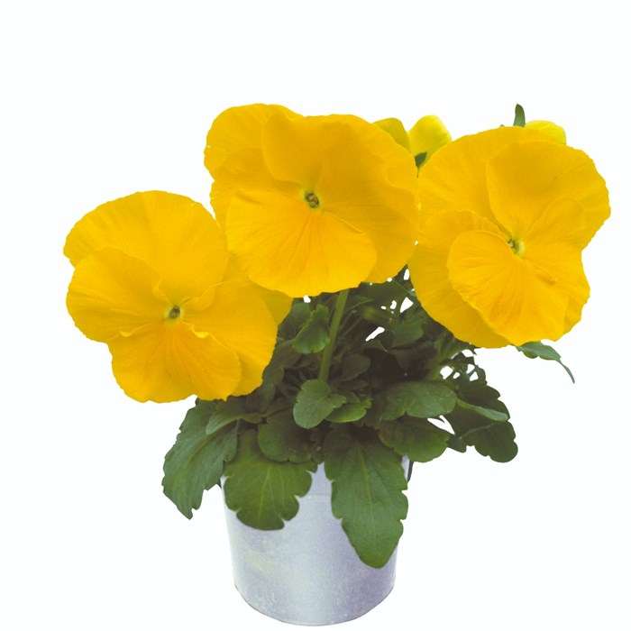 258912_B Dynamite Yellow1.jpg