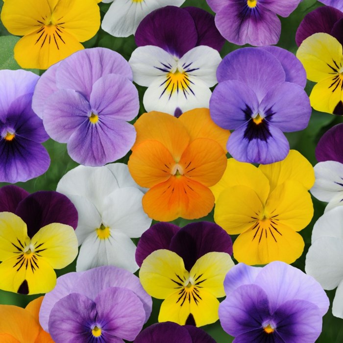 Viola 'Sorbet Mix' 3.jpg