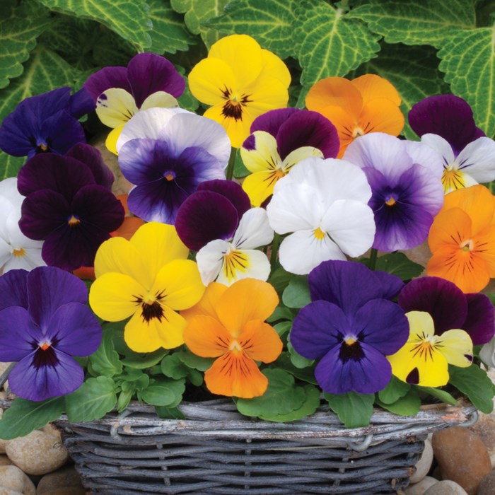 Viola 'Sorbet Mix' 2.jpg