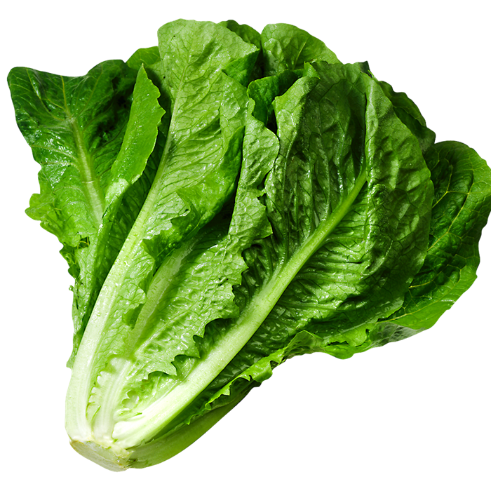 Lettuce PNG Picture